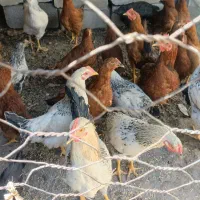 فروش مرغ و خروس جوان