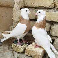 کبوترطوقی