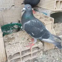 کفتر گمشده