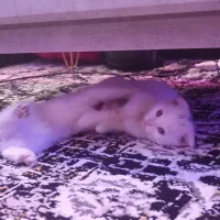 گربه اسکاتیش آنفولد