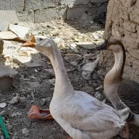 جفت غوغاز