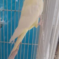 عروس هلندی