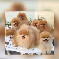 پت های خانگی