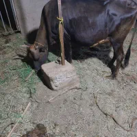 گاو اوست