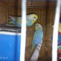 مرغ عشق رینبو اصل