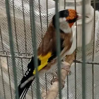 سهره دهن لر