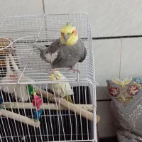 جفت عروس هلندی