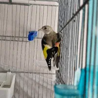 جوجه سهره نر به شرط
