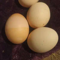 تخم مرغ نطفه دار و خوراکی