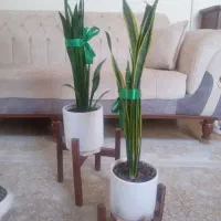 گل سانسوریا