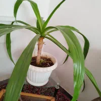 گل سوسن