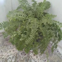 گل سرخس