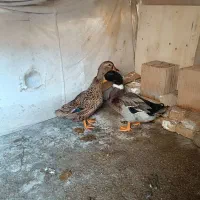 بوقلمون  اردک غاز خروس کفتر