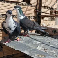 کفتر|پرنده|بیرجند, |دیوار