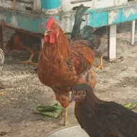 خروس محلی