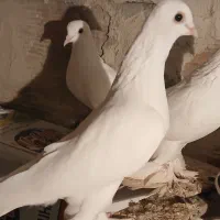 فروش دوعدد لوطی سفید