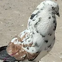 کفتر