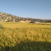 زمین کشاورزی  با مجوز طرح گل خانه