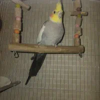 عروس هلندی  نر   جوان