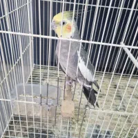 عروس هلندی نر