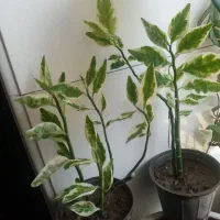 گل طبیعی|گل و گیاه طبیعی|مراغه, |دیوار