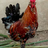 فروش