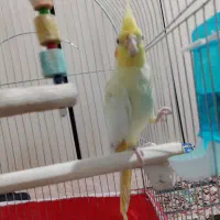 عروس هلندی نر