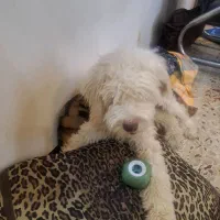 توله ۱۰ماهه