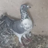 فروش کشکی چاهی نرو ماده با ماده کشکی سیاه