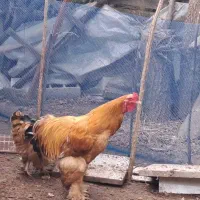 خروس نژاد اصیل برهما امپراطور