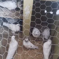 کفتر