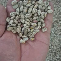 فروش لوبیا چیتی ، ارتشی