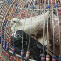 کبوتر
