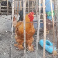 فروش بز و مرغ و خروس  در رودان