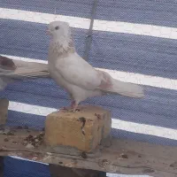 ۱۵عدد کبوتر تهرانی به شرط پرش