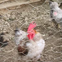 دو عدد خروس محلی فروشی