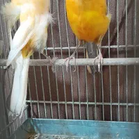 قناری نر ماده
