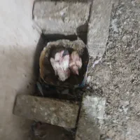 کفتر