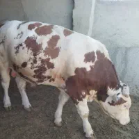 گوساله سیمینتتل درجه یک