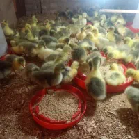 جوجه قاز اوکراین