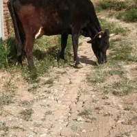 گاو شیری شکم دوم با گوساله سمینتال نر دوباره آبستن