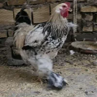خروس برهما
