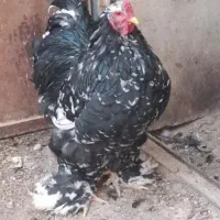تخم برهما بلک ملتد