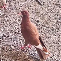 کبوتر دانه 380تومان