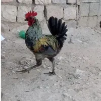 پنج‌ خروس محلی شیش ماهه