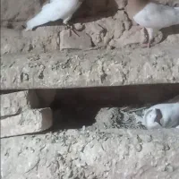 کله.ای