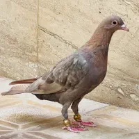 لاکی از بهترین نسل زرد