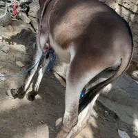 الاغ