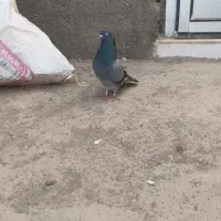 کفتر یا کبوتر
