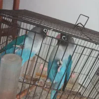کوتوله بریزلی زیبا وجا گلدانی
